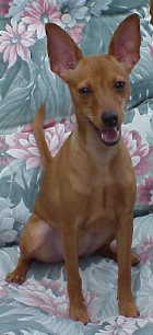 Ginger