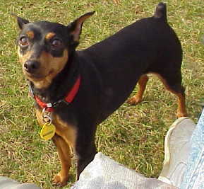 Lulu