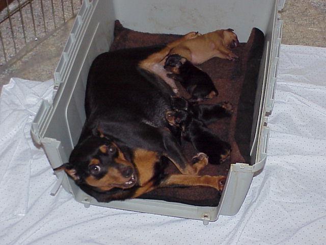 Momma and Puppies