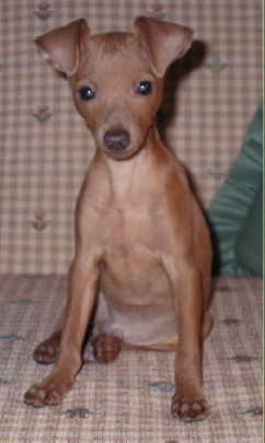 Peanut