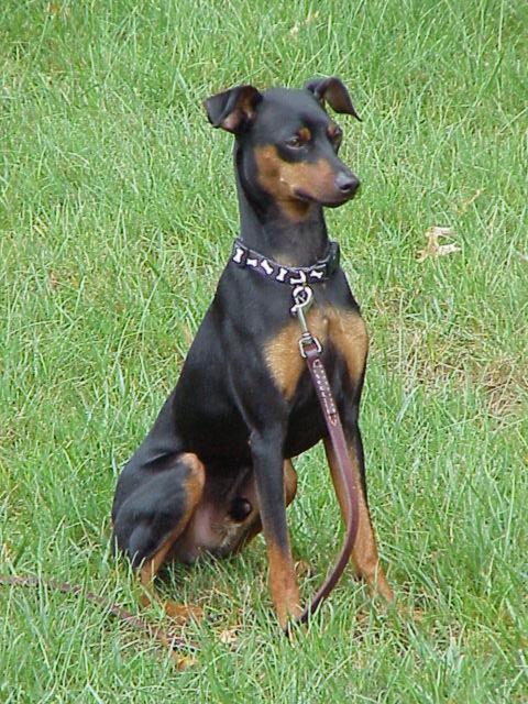 Puppy/Roscoe