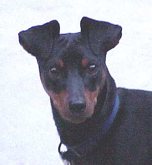 Shiloh