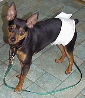 Scotti