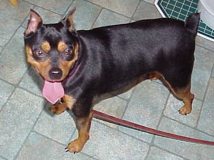 Spike