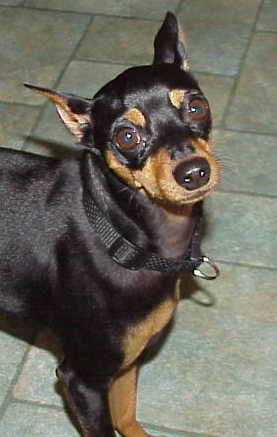 Spike