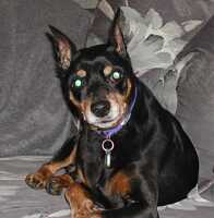 Toby