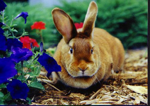 Trooper,  female, Red Satin, born February 1998, owned by Becky Ellis