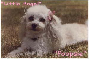 Poopsie