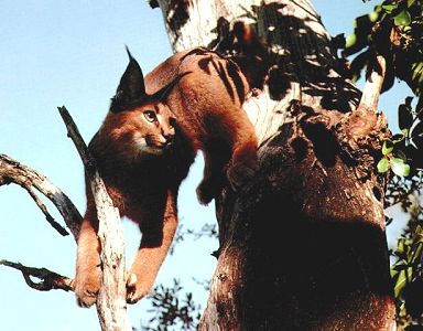 Caracal