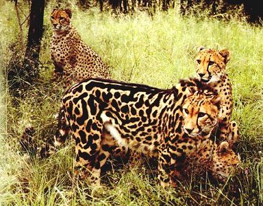 King Cheetah
