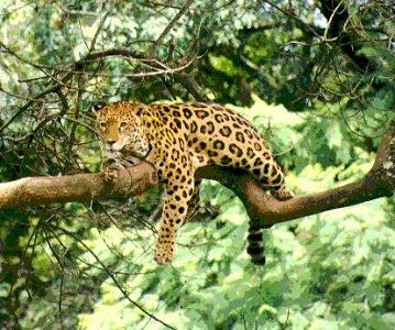 Jaguar