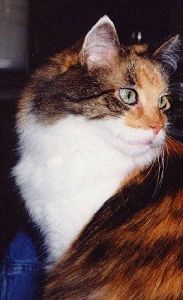 Arlene