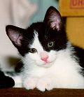 Bandit