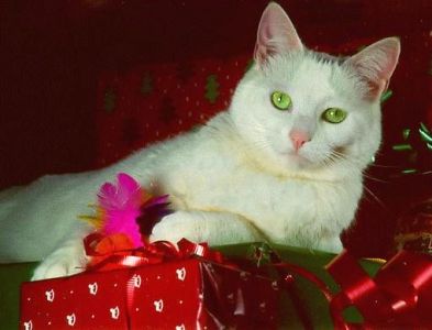 Chessie J. Cat