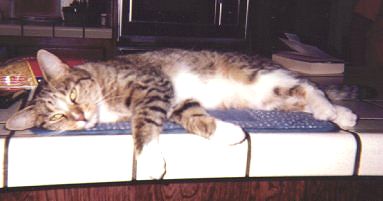 Cleo