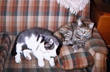 Crash and Ruggie