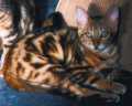 Bengal