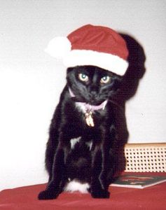 Santa Buddie