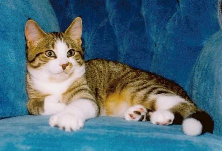 Smudgie