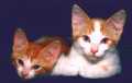 Kittens