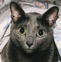 Boris