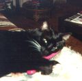 Tuxie