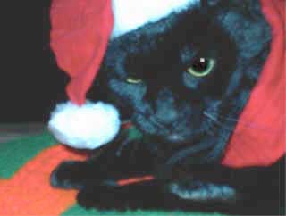 Demme at Christmas