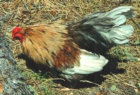 Foghorn