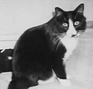 Panther
