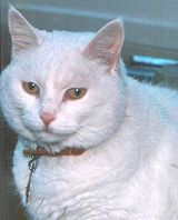 Snowball