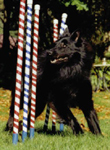 (RB) CH Reverie&rsquo;s Polaris O&rsquo;Krestgill, CD, PT, NA, NAP, NJP, NAJ, HIC, CGC - owners : Sherry Banks & Jill Miller, Washington