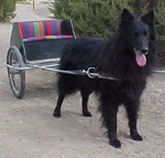 (Ranger) Ch.Reverie's Ranger O&rsquo;Horde,HIC,CD,NJP,NAJ - owner : Pat Lester, Colorado