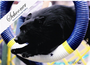 (Schooner) Ch Reverie&rsquo;s Smooth Sailing, CGC, HIC, FMD, NA - Owner : Linda Brady in Michigan