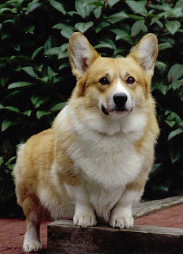 Toby