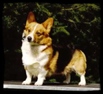 BB