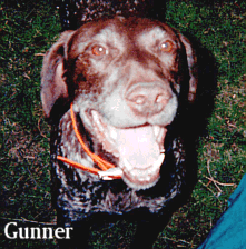 Gunner - 'Waiting to be adopted and cuddled'
