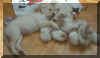 peluche.jpg (14893 bytes)