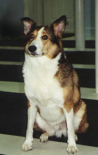 Joey, Diane and Rob's best boy.