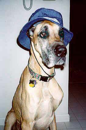 Tonka, Barb's Greatest Dane.