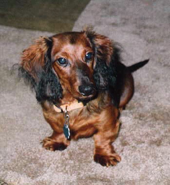 The Baby Bug