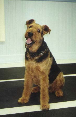 Baron, Bob's best buddy.