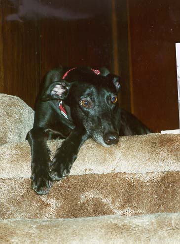 The Sable Lady