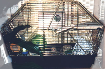Did you see Titus sitting at the bottom of his cage?