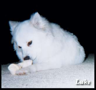 enjoying a bone