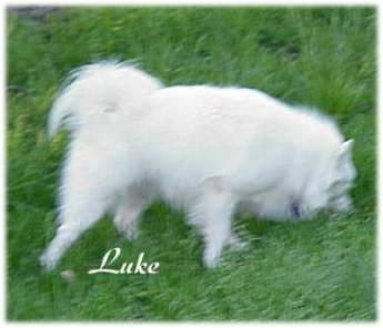 Luke