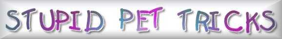 Stupid pet tricks