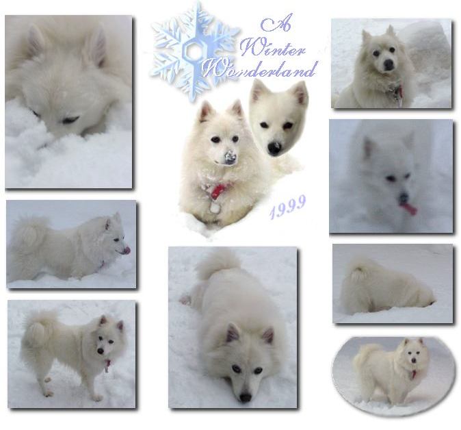winter wonderland