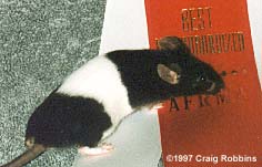 Banded.jpg (13004 bytes)