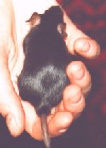 BlackSelf.jpg (7730 bytes)
