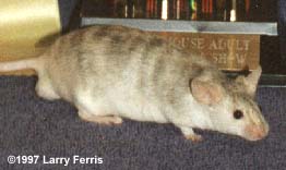 Brindle.jpg (11258 bytes)